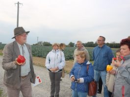 Papryka w polu coraz chętniej uprawiana
