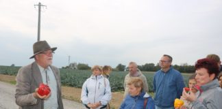 Papryka w polu coraz chętniej uprawiana