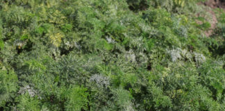 Komunikat warzywniczy Bayer – 1 września