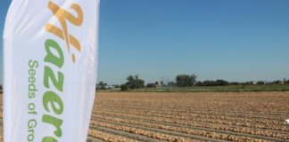 Wczesne, udane zbiory cebuli to zasługa dobrych odmian