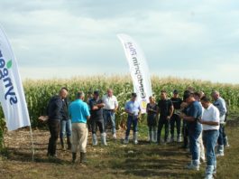 Słodkie i supersłodkie odmiany kukurydzy do uprawy w Polsce