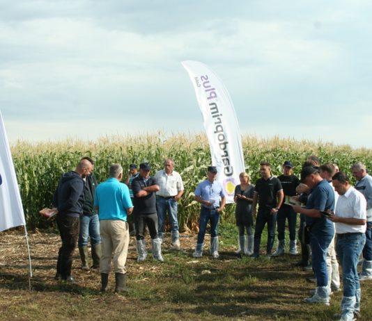 Słodkie i supersłodkie odmiany kukurydzy do uprawy w Polsce
