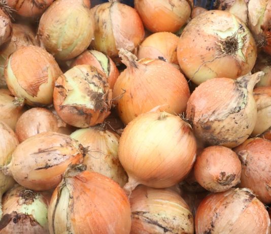 Trudna sytuacja na globalnym rynku cebuli