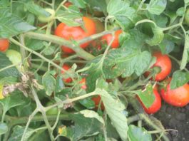 Biologiczna ochrona -mszyca, wciornastek, miniarek, mączlik.