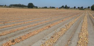 Przygotowania do cebulowego sezonu 2019