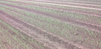 Cebula ozima – stan plantacji we wrześniu