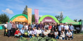 Wspólna praca na rzecz udanej uprawy kapusty