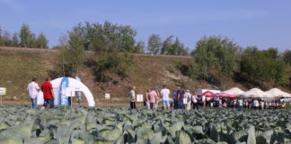 Odmiany kapusty w czasie Charsznickich Dni Kapusty – FOTO