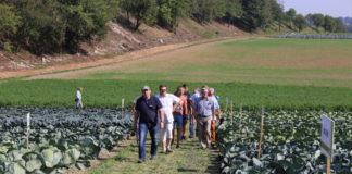 Odmiany kapusty w Charsznicy