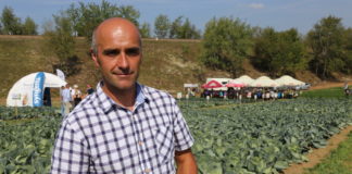 Kapusty odporne na kiłę i do przechowywania – FILM