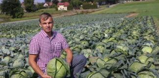 Odmiany kapusty godne polecenia