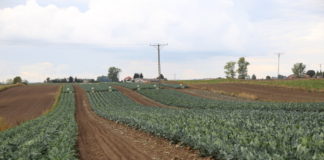 Kalafiory i brokuły na Zamojszczyźnie – co należy zmienić w ich uprawie? FILM