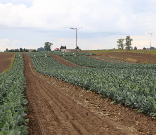 Kalafiory i brokuły na Zamojszczyźnie – co należy zmienić w ich uprawie? FILM