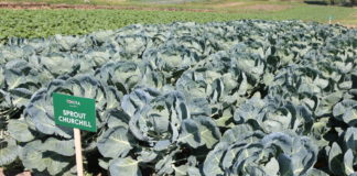 Nowe odmiany warzyw z firmy Tokita (cz. II) – jarmuże, pory, brokuły i ich nawożenie