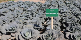 Nowe odmiany warzyw z firmy Tokita, cz. I – FILM