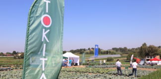 Nowe odmiany warzyw z firmy Tokita Seed (cz. I) – kapusty