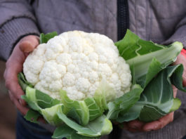 Francuski rynek kalafiorów