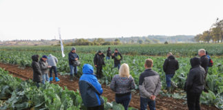 O technologii uprawy kalafiorów i brokułów w Brukach Unisławskich – FILM