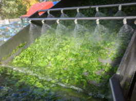 Czy warto uprawiać szpinak?