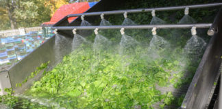 Czy warto uprawiać szpinak?