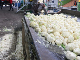 Warzywa dla przetwórstwa w 2016 roku i polecane odmiany