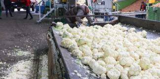 Warzywa dla przetwórstwa w 2016 roku i polecane odmiany