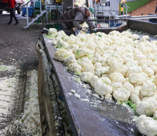 Warzywa dla przetwórstwa w 2016 roku i polecane odmiany