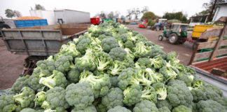 W Bonduelle kampania kalafiorowo-brokułowa musi być dobrze zaplanowana