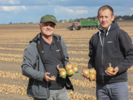 Cebula do długiego przechowywania, szansą na opłacalna produkcję