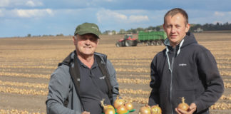 Cebula do długiego przechowywania, szansą na opłacalna produkcję