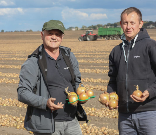 Cebula do długiego przechowywania, szansą na opłacalna produkcję
