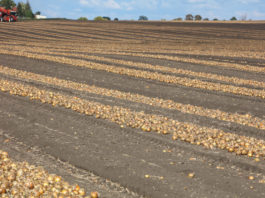 Szacunkowe zbiory warzyw gruntowych w 2017 roku