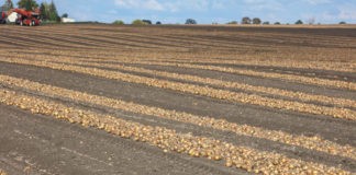 Zbiór cebuli dobrze zorganizowany