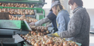 Polski rynek cebuli wciąż trudny, ale ceny mogą wzrosnąć