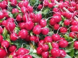 Profesjonalna uprawa rzodkiewki, cz. 2