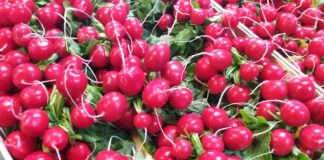 Profesjonalna uprawa rzodkiewki, cz. 2