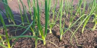 Niezbędne zabiegi na plantacjach cebuli ozimej