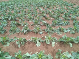 Kapusta po gradobiciu