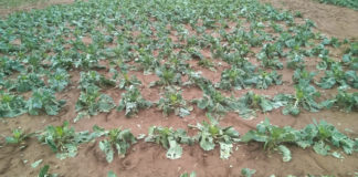 Kapusta po gradobiciu