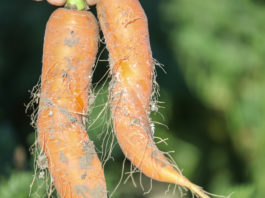 Bawełnica topolowo-marchwiana i jej zwalczanie w marchwi