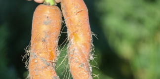 Bawełnica topolowo-marchwiana i jej zwalczanie w marchwi