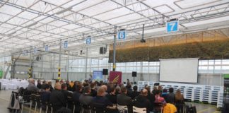 Rozsada warzyw i technologia jej produkcji