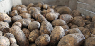 Mniej ziemniaków w UE-5