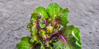 Kalerosse™ – nowe warzywo w uprawie i sprzedaży