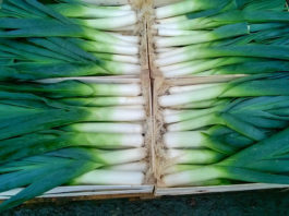 Uprawa pora – jak sadzić por żeby był duży? Przycinanie, sadzenie, siew