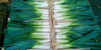 Uprawa pora – jak sadzić por żeby był duży? Przycinanie, sadzenie, siew