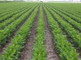 Rozsada selera a końcowa jakość plonu – FILM