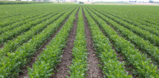 Rozsada selera a końcowa jakość plonu – FILM