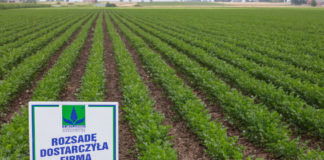 Rozsada selera wpływa na końcową jakość plonu