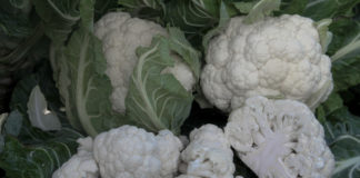 Kalafiory dla przemysłu, jaką wybrać odmianę?